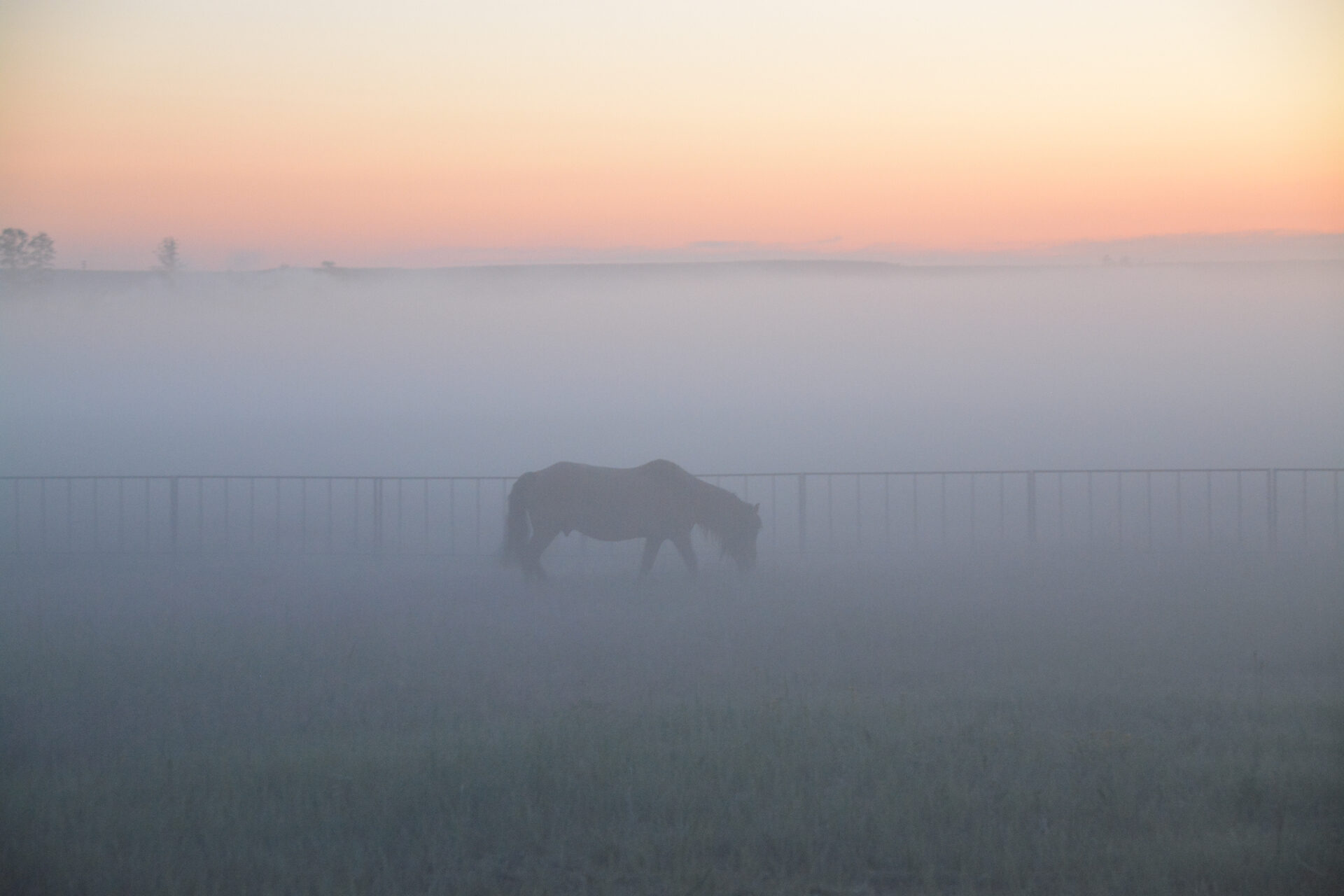 Open steppe at dawn under low fog