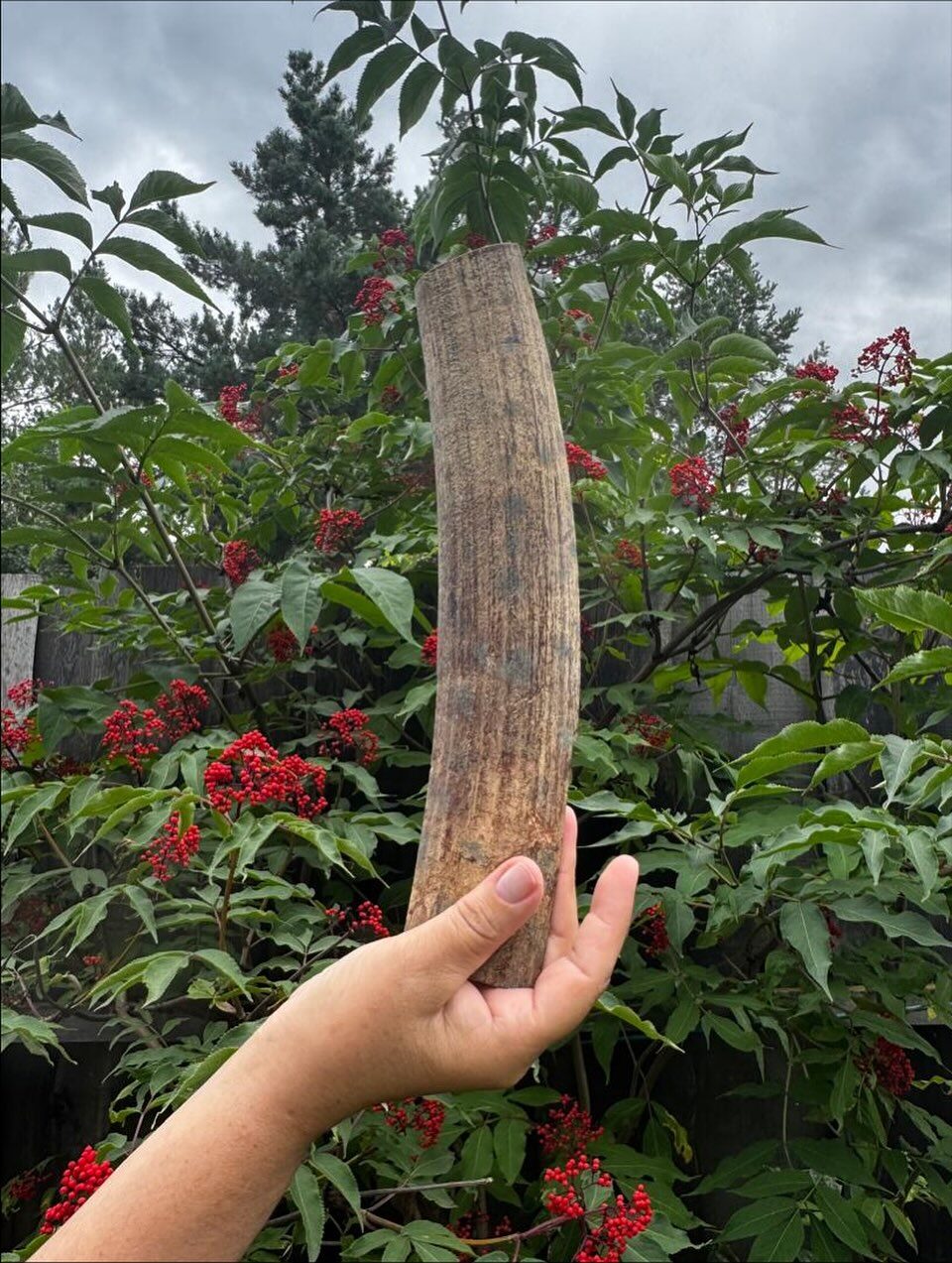 Raw mammoth tusk gathered from the permafrost of Sakha